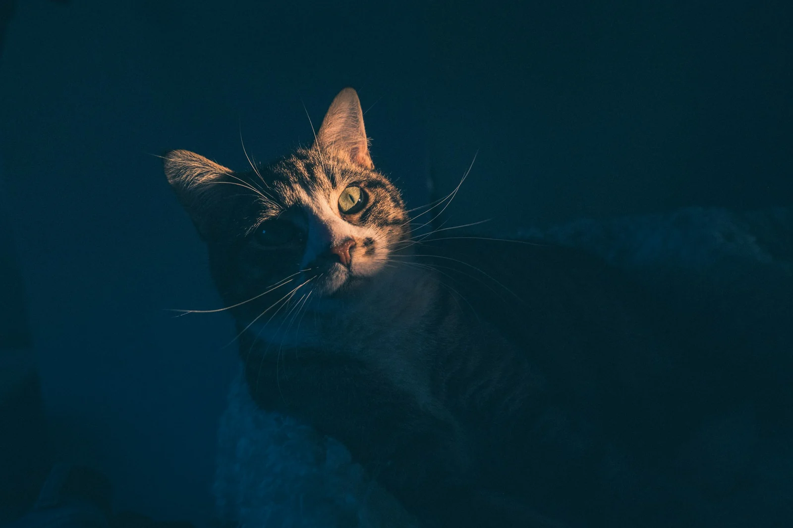A cat looks upward from a shadowed interior.