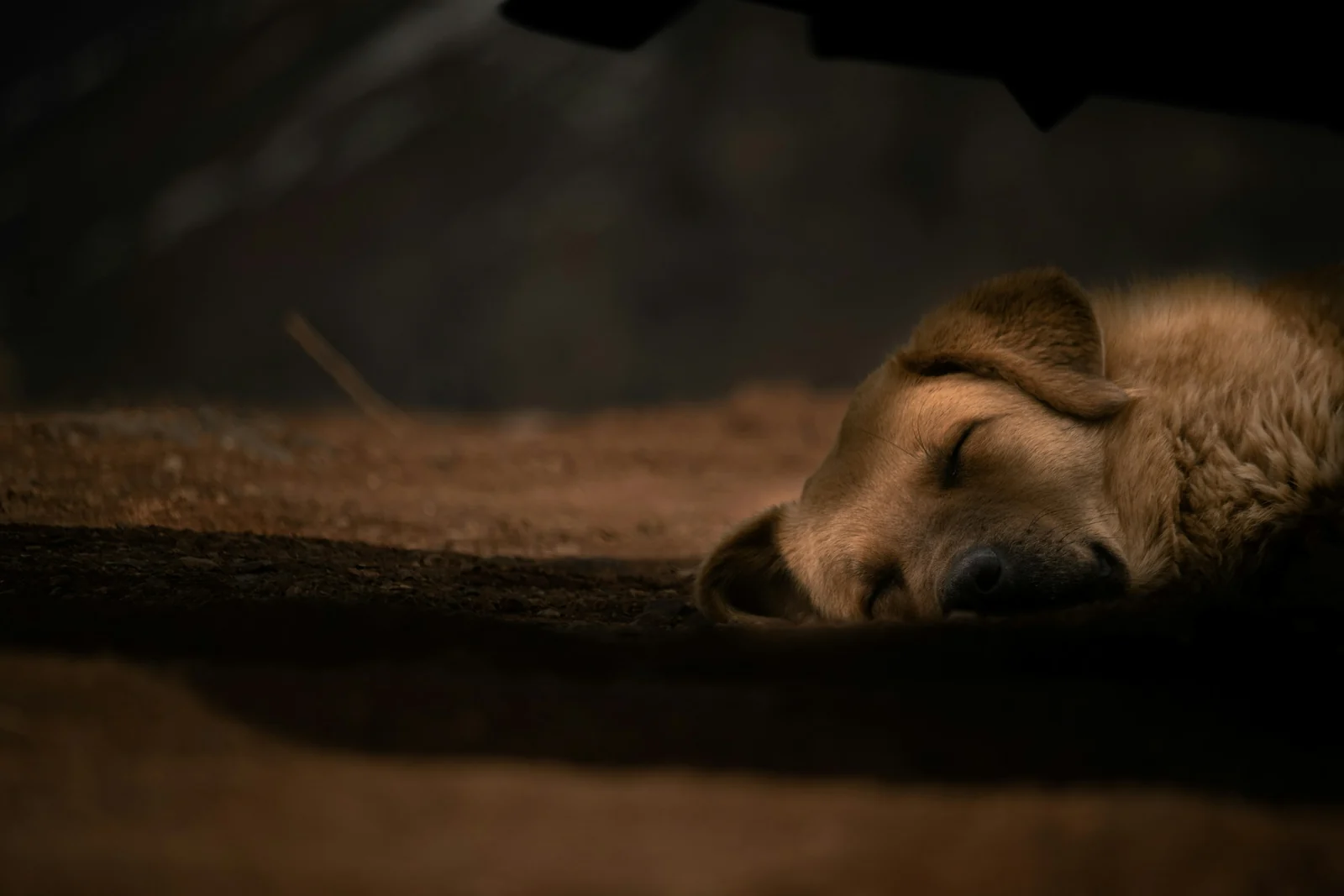 A dog sleeps in warm, subdued light.