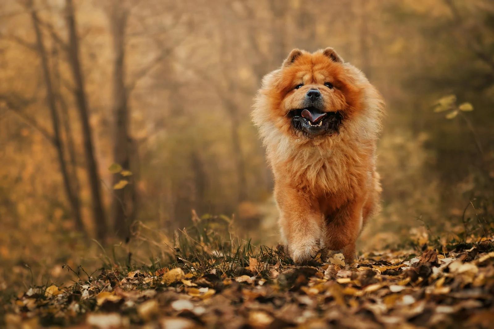 A dog runs through an autumn forest.